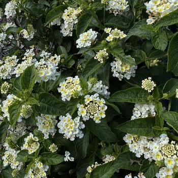 Lantana camara 'Tropic Batida' 