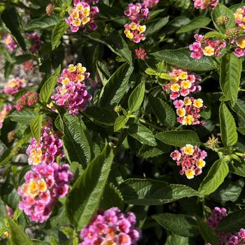 Lantana camara 'Tropic Bamboo' 