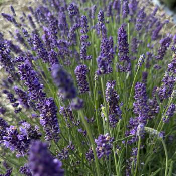 Lavandula angustifolia Ellagance '' (273542)