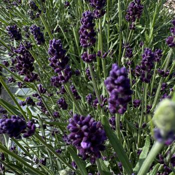 Lavandula angustifolia