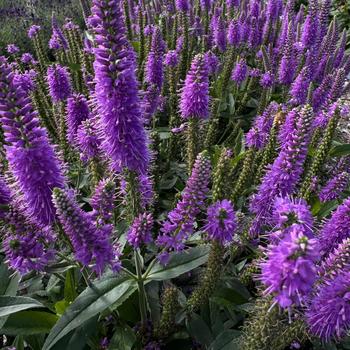 Veronica longifolia Skyward™ '' (273545)