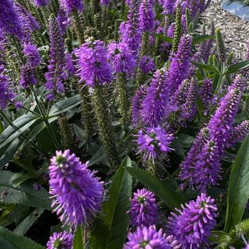 Veronica longifolia 'Balskywac' PPAF