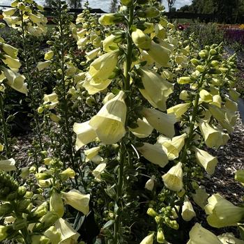 Digitalis Arctic Fox™ '' (273547)