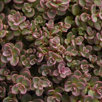 Sedum cauticola 'Shamrock' 