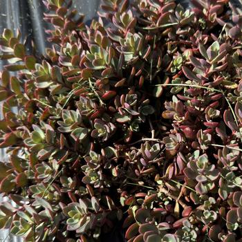 Sedum cauticola 'Shamrock' (273550)