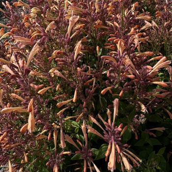 Agastache mexicana Summerlong™ Peach