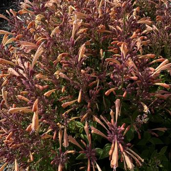 Agastache mexicana Summerlong™ '' (273552)