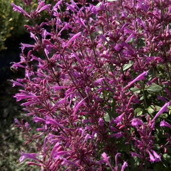 Agastache mexicana 'Balsumlilac' 