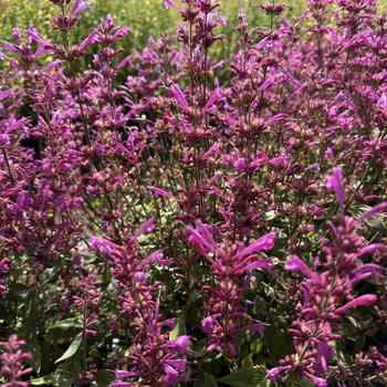 Agastache mexicana Summerlong™ '' (273555)