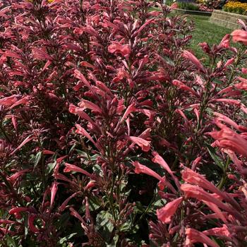 Agastache mexicana Summerlong™ '' (273556)