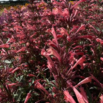 Agastache mexicana Summerlong™ Coral