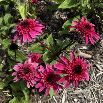 Echinacea Double Scoop™ 'Watermelon Deluxe' (273558)