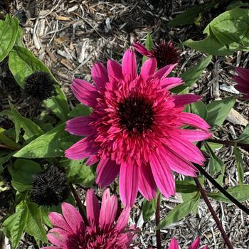 Echinacea 'Balscmelux' 