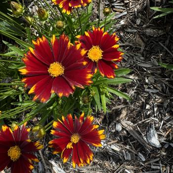 Coreopsis UpTick™ '' (273560)