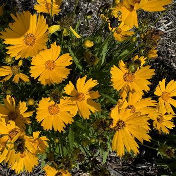 Coreopsis UpTick™ '' (273561)