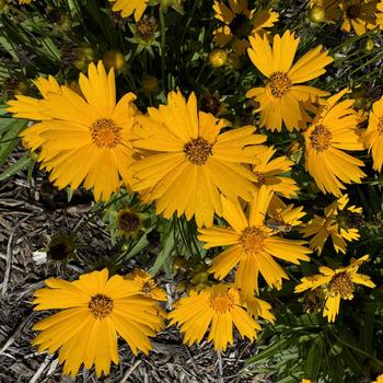 Coreopsis 'Baluptold' PPAF