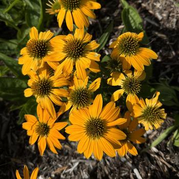 Echinacea Artisan™ 'Ombre Yellow' (273564)