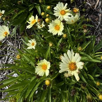 Coreopsis 'Balupteam' 