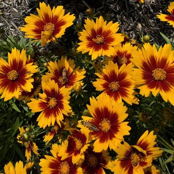 Coreopsis UpTick™ 'Gold & Bronze' (273567)