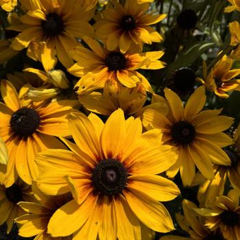 Rudbeckia hirta 'Marilyn' 