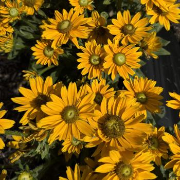 Rudbeckia hirta 'Emma' 