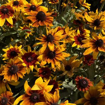 Rudbeckia hirta Sunbeckia® 'Luna' (273570)