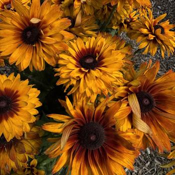 Rudbeckia hirta 'Graffiti Orange Bronze' 