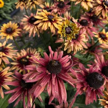 Rudbeckia hirta Sunbeckia® 'Graffiti Cherry' (273572)