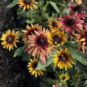 Rudbeckia hirta 'Graffiti Cherry' 