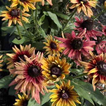 Rudbeckia hirta Sunbeckia® 'Graffiti Cherry' (273574)