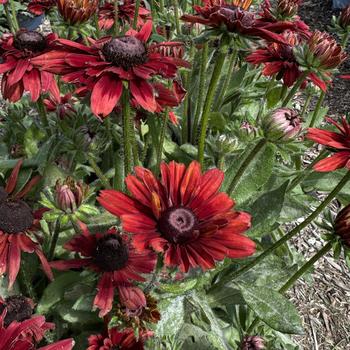 Rudbeckia hirta Sunbeckia® 'Graffiti Scarlet' (273576)