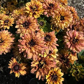 Rudbeckia hirta 'Graffiti Peach' 