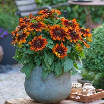 Rudbeckia hirta 'Sarah' 