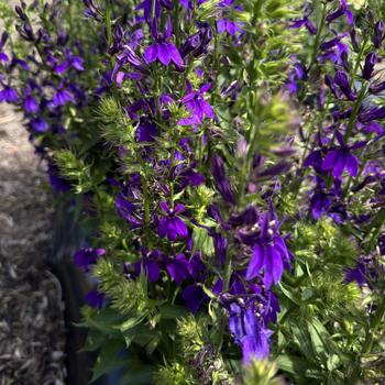 Salvia nemorosa 'Salvatore Blue' 