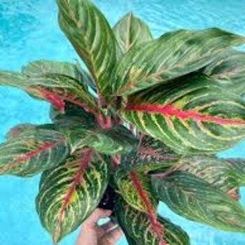 Aglaonema anyamanee