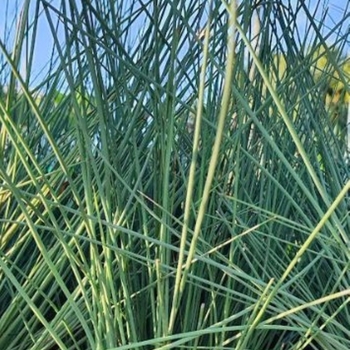 Juncus inflexus