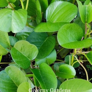 Ipomoea pes-Caprae 'Pes-Caprae' 