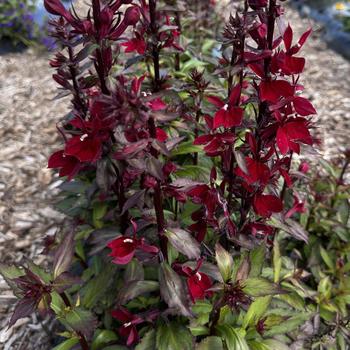 Lobelia x speciosa Starship™ '' (273586)