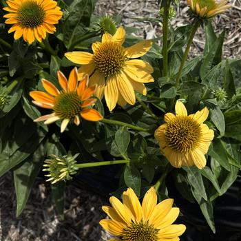 Echinacea 'Ombre Yellow' 