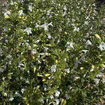 Calamintha nepeta 'Marvelette White' 