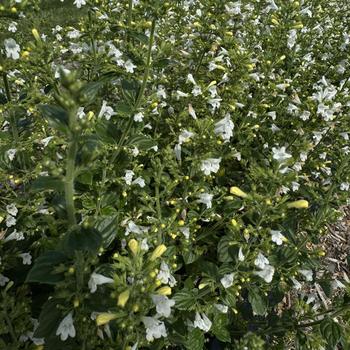 Calamintha nepeta 'Marvelette White' (273591)