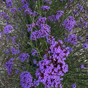 Verbena bonariensis 'Vanity' (273592)