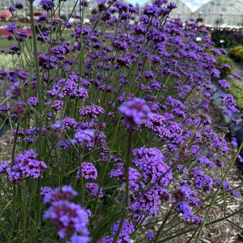 Verbena bonariensis 'Vanity' 