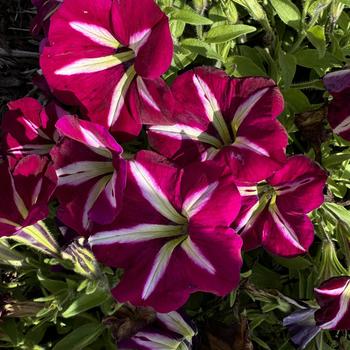 Petunia 'Tea Rose Morn' 