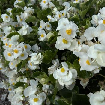 Begonia x benariensis 'White Green Leaf' 