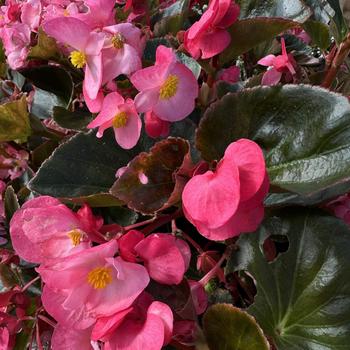 Begonia x benariensis 'Pink Bronze Leaf' 