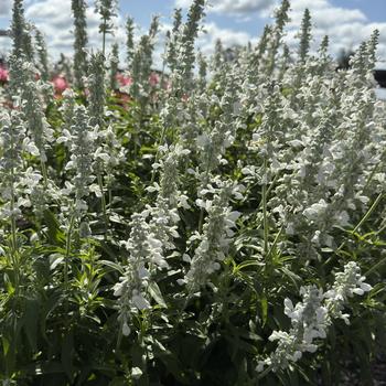 Salvia farinacea 'Evolution® White' 