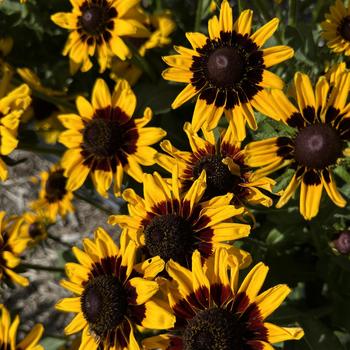 Rudbeckia hirta 'Pawnee Spirit' 