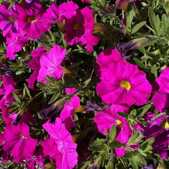 Petchoa SuperCal® 'Shocking Pink' (273599)