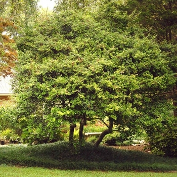 Ilex vomitoria 'Pride of Houston' 